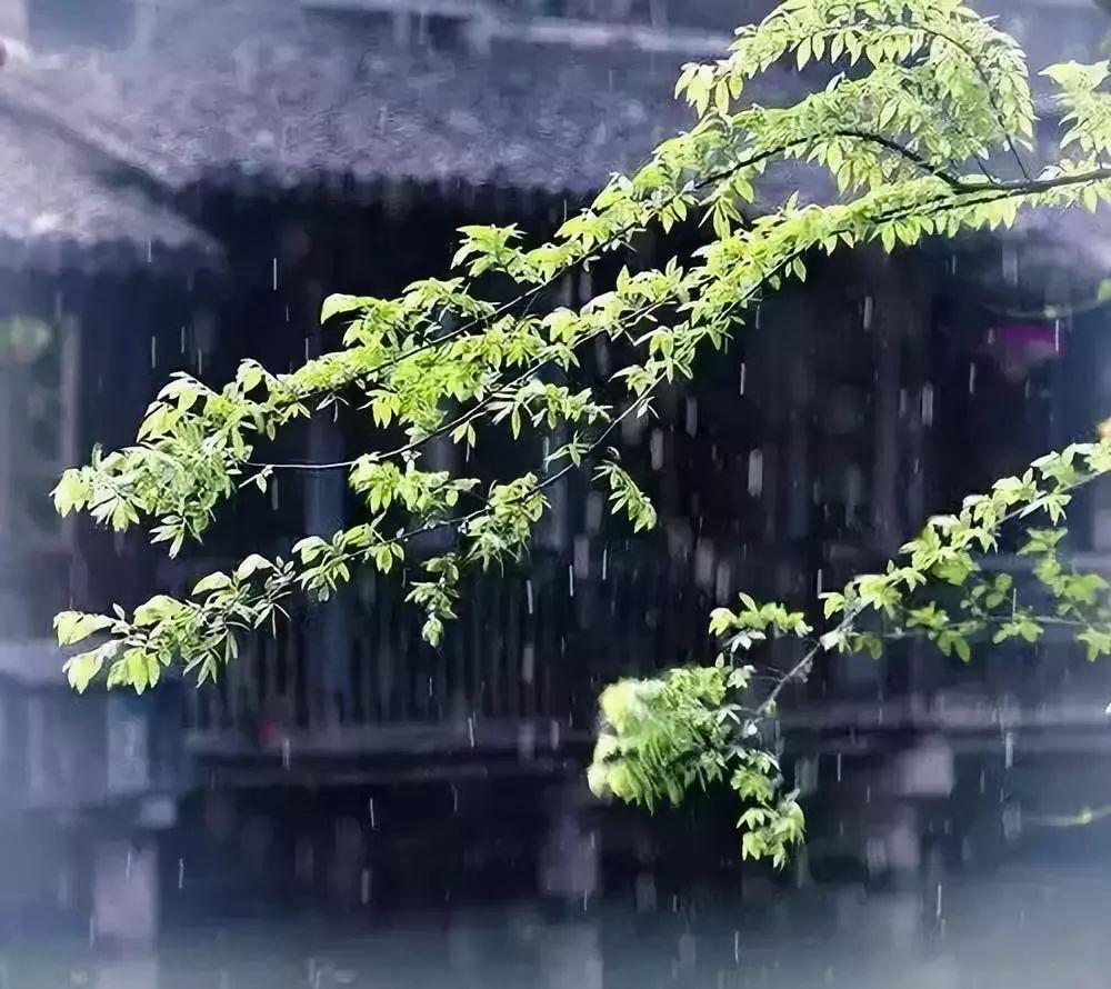 扫石共看山色坐，枕书同听雨声眠（十五首唯美的听雨诗词）