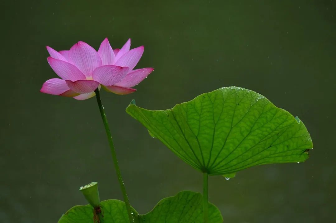 有关雨荷的十五首诗词（一阵风来碧浪翻，珍珠零落难收拾）