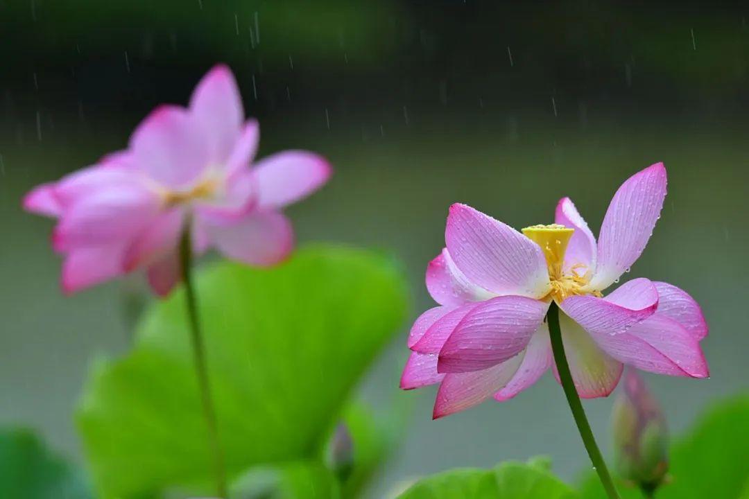 有关雨荷的十五首诗词（一阵风来碧浪翻，珍珠零落难收拾）