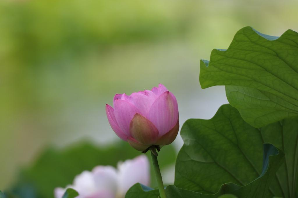 吕陶的十首经典诗词（迟日暖风真可爱，年年长是伴行人）