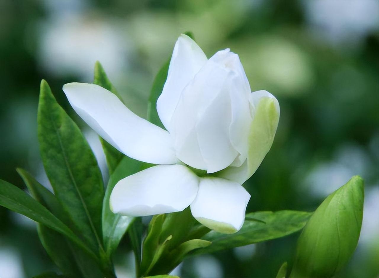 栀子花经典诗词有哪些（十二首唯美的栀子花诗词）