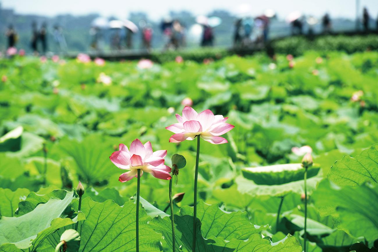 关于赏荷的十二首古诗词（叶浮新绿来心上，花露微红在眼前）