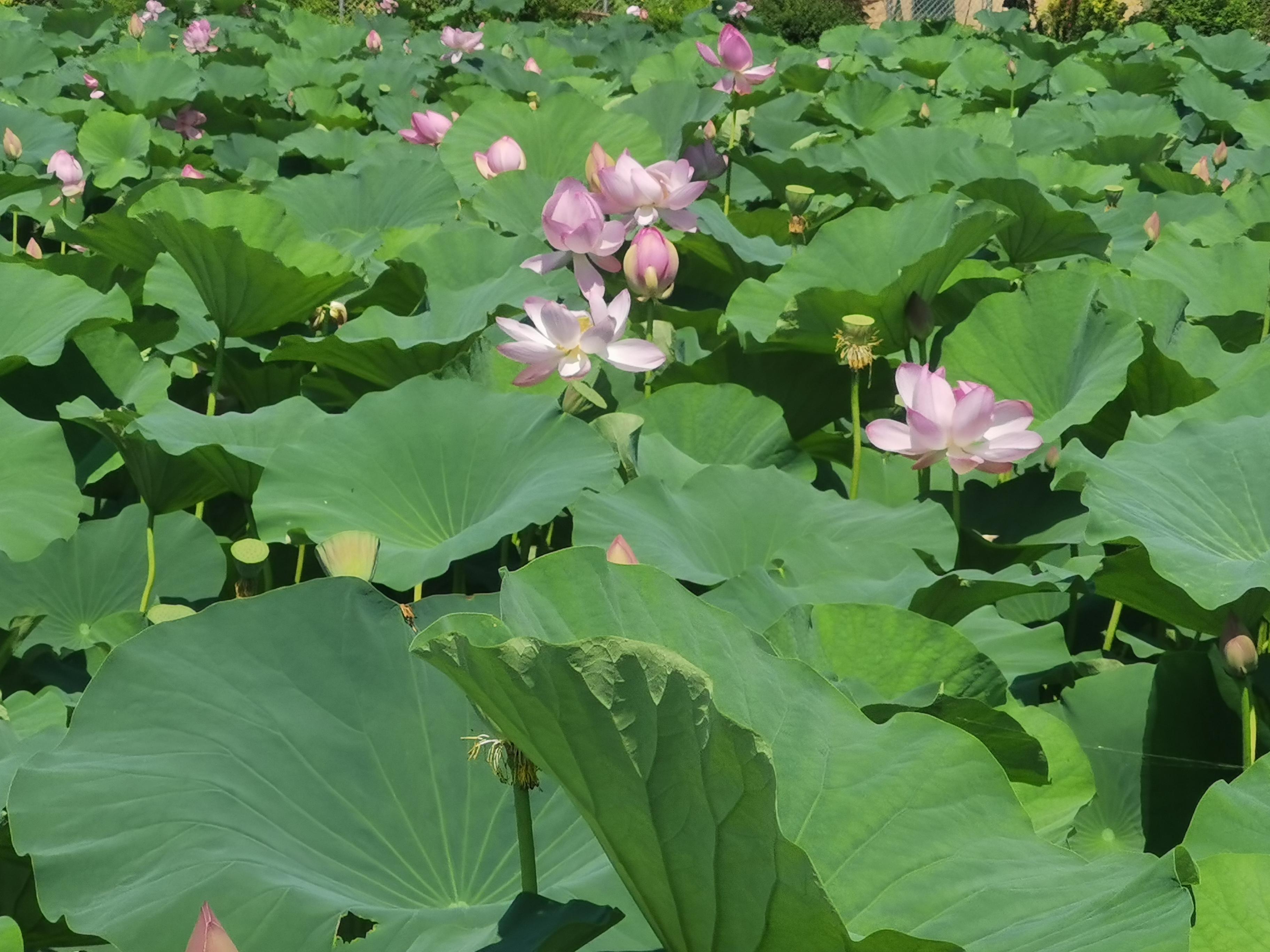 关于赏荷的十二首古诗词（叶浮新绿来心上，花露微红在眼前）