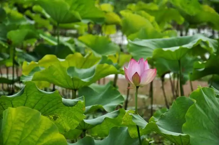 关于赏荷的十二首古诗词（叶浮新绿来心上，花露微红在眼前）