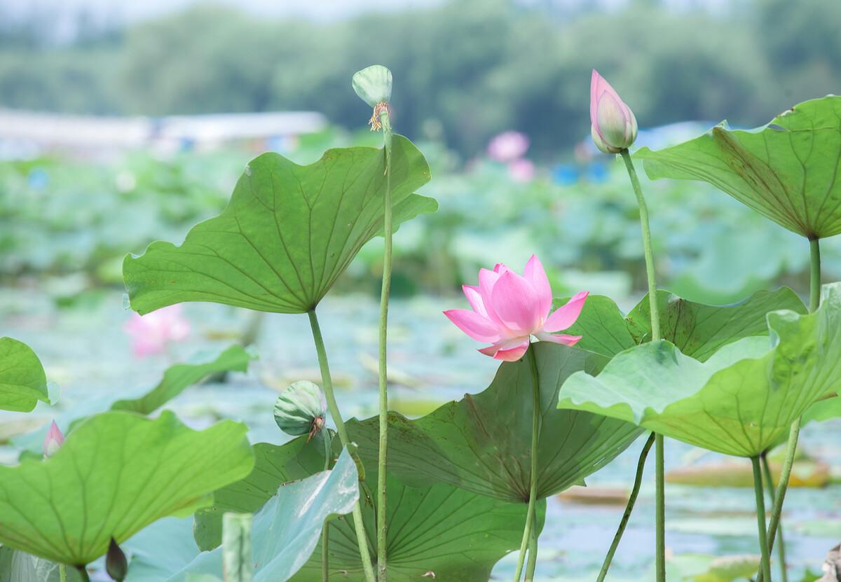 关于赏荷的十二首古诗词（叶浮新绿来心上，花露微红在眼前）