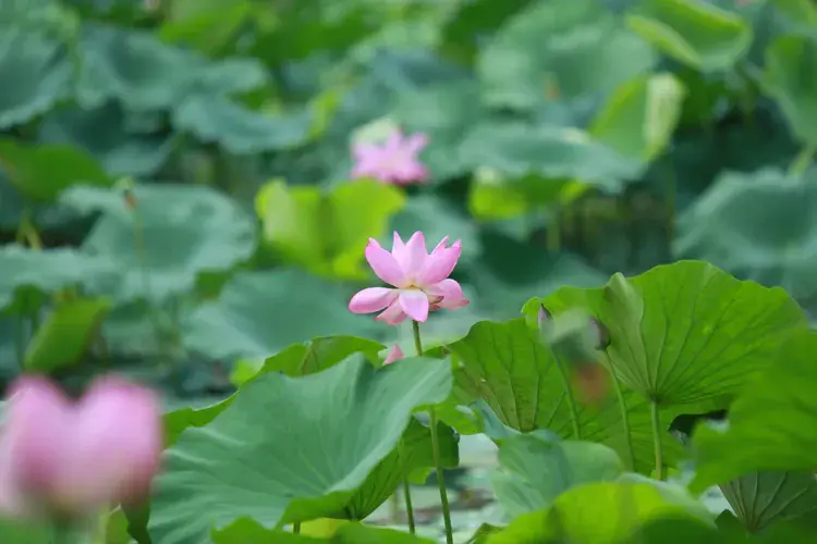 关于赏荷的十二首古诗词（叶浮新绿来心上，花露微红在眼前）