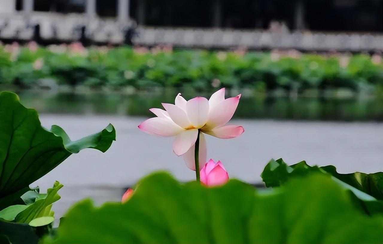 夏至经典诗词大全（二十首优美的夏至诗词）