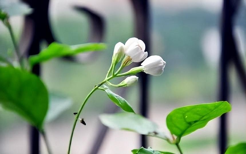 赞美茉莉花经典诗词（八首咏茉莉花的诗词）