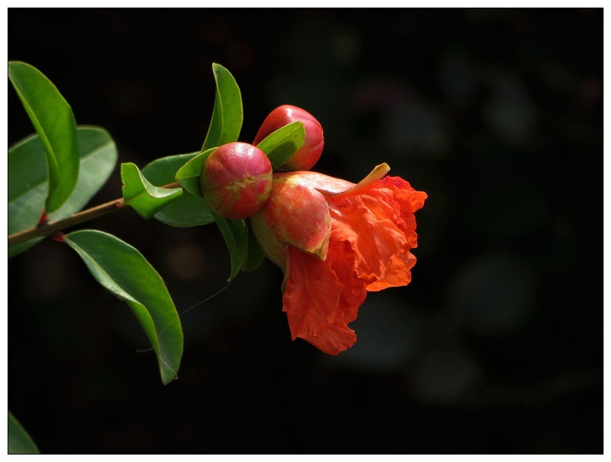 描写石榴花唯美古诗（十首唯美的石榴花诗词）