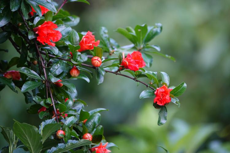 描写石榴花唯美古诗（十首唯美的石榴花诗词）