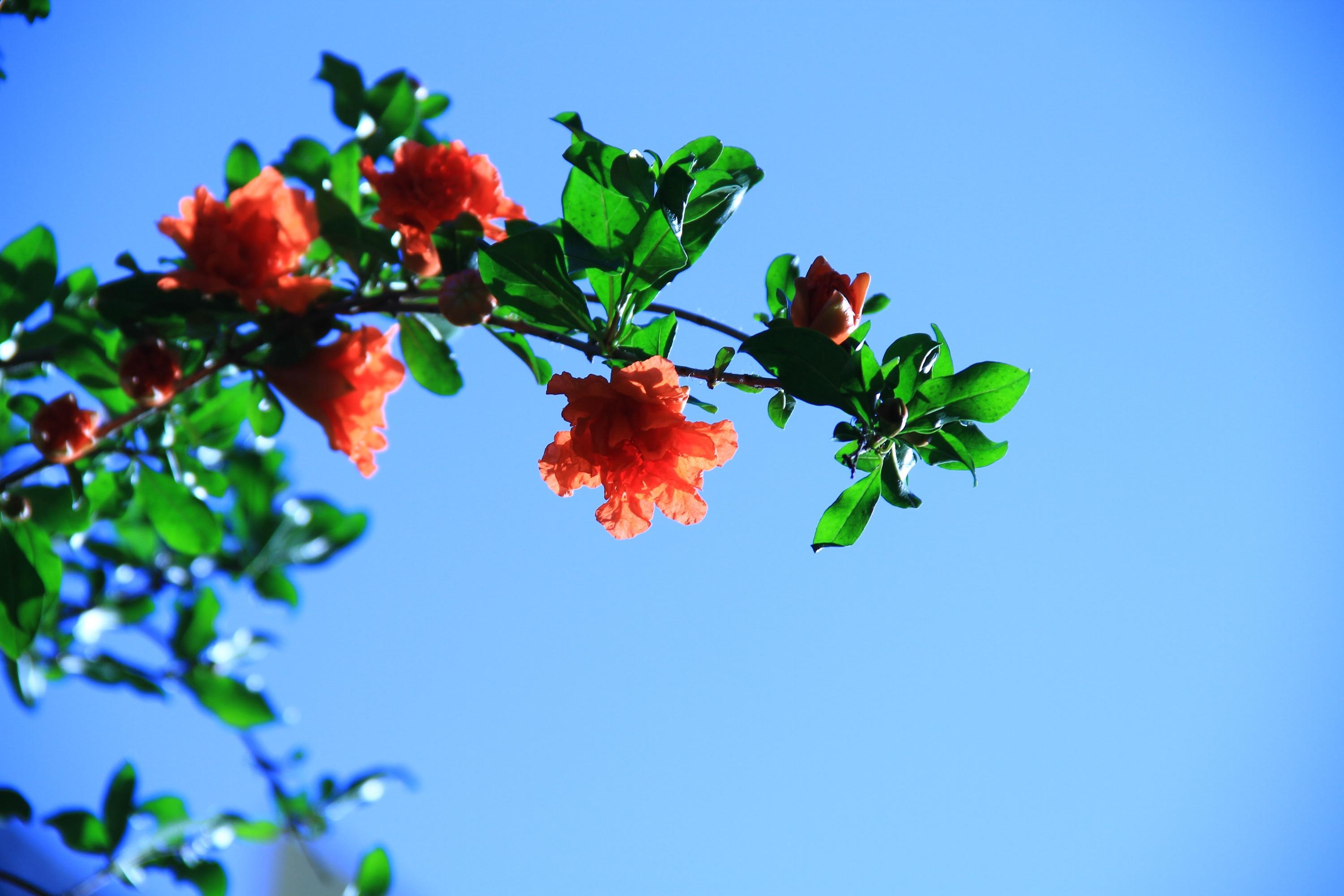 描写石榴花唯美古诗（十首唯美的石榴花诗词）