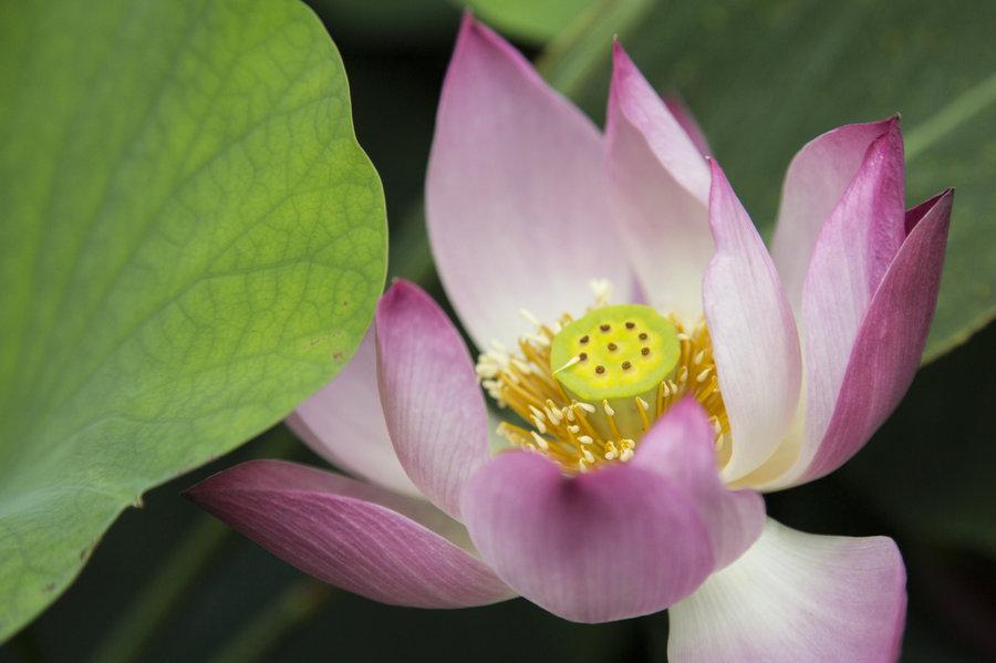 藕花感遇唯美古诗（十五首唯美的藕花诗词）