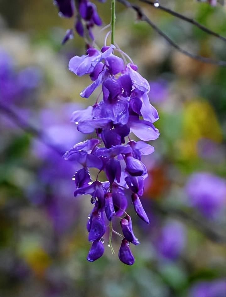 紫藤花唯美古诗大全（十五优美的紫藤花诗词）