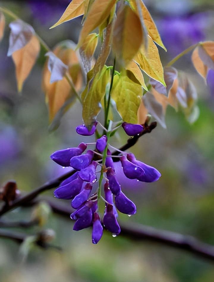 紫藤花唯美古诗大全（十五优美的紫藤花诗词）