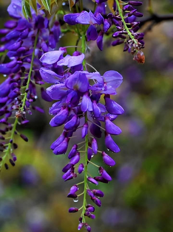 紫藤花唯美古诗大全（十五优美的紫藤花诗词）