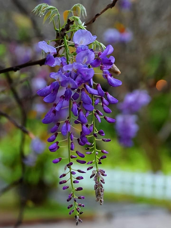 紫藤花唯美古诗大全（十五优美的紫藤花诗词）