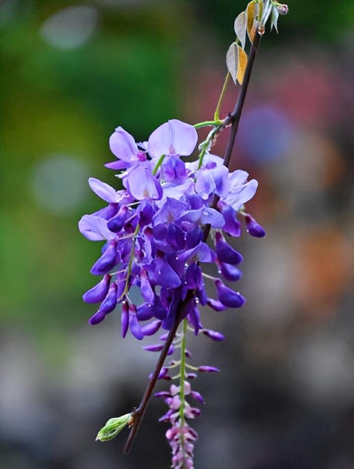 紫藤花唯美古诗大全（十五优美的紫藤花诗词）