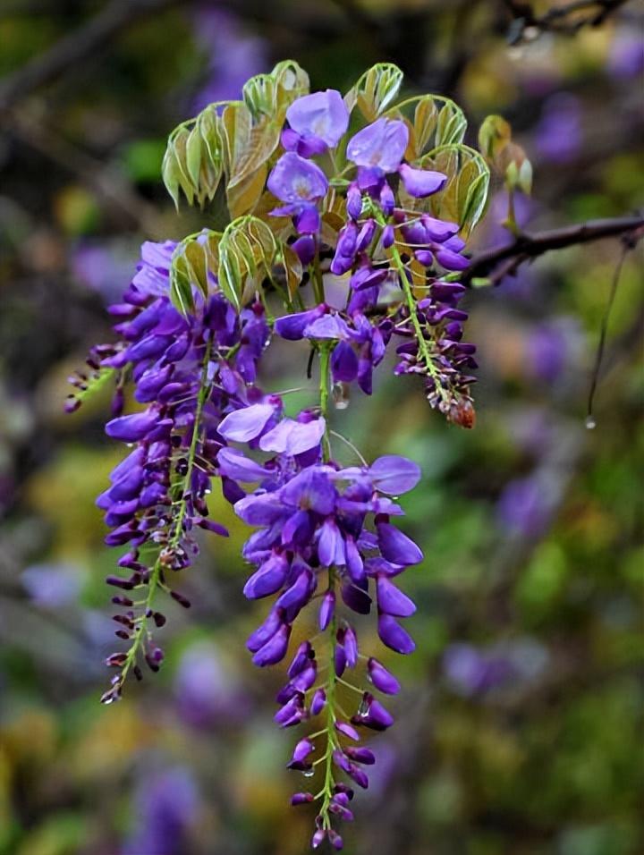 紫藤花唯美古诗大全（十五优美的紫藤花诗词）