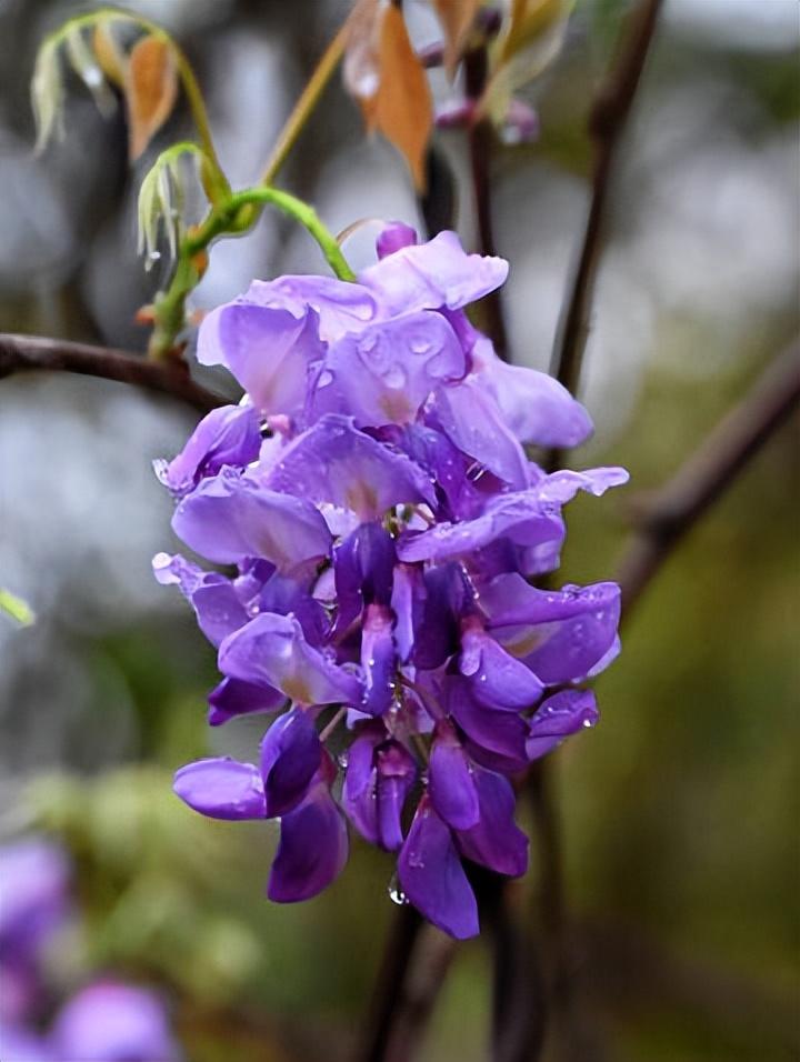 紫藤花唯美古诗大全（十五优美的紫藤花诗词）