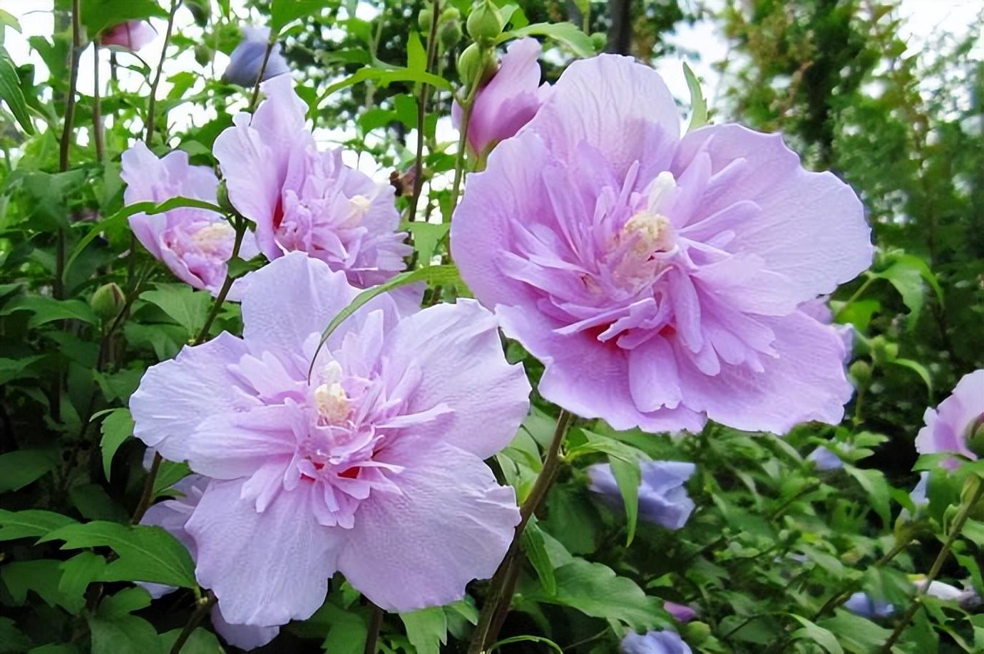 劝君莫种木槿花，朝荣暮落堪咨嗟（推荐十五首木槿花的诗词）