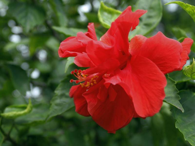 劝君莫种木槿花，朝荣暮落堪咨嗟（推荐十五首木槿花的诗词）