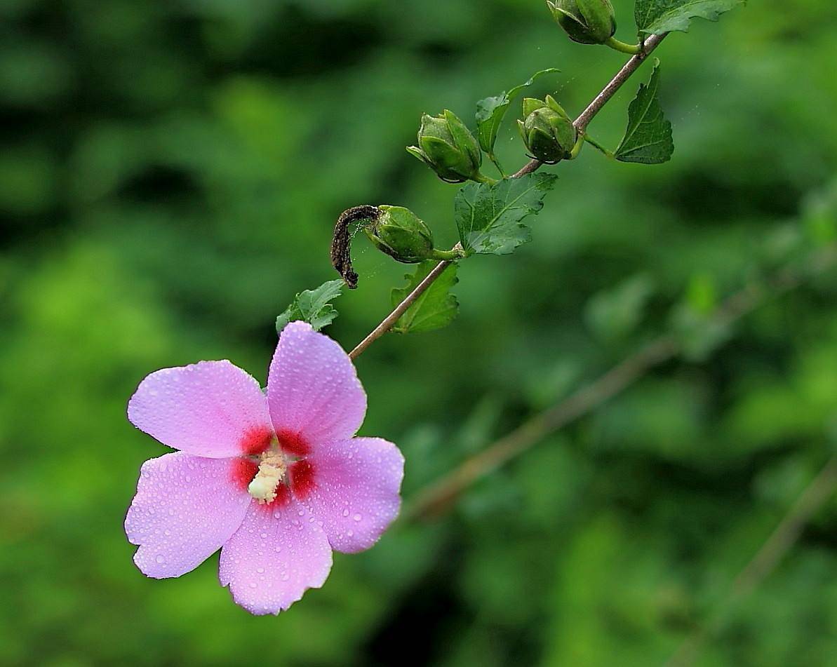 劝君莫种木槿花，朝荣暮落堪咨嗟（推荐十五首木槿花的诗词）