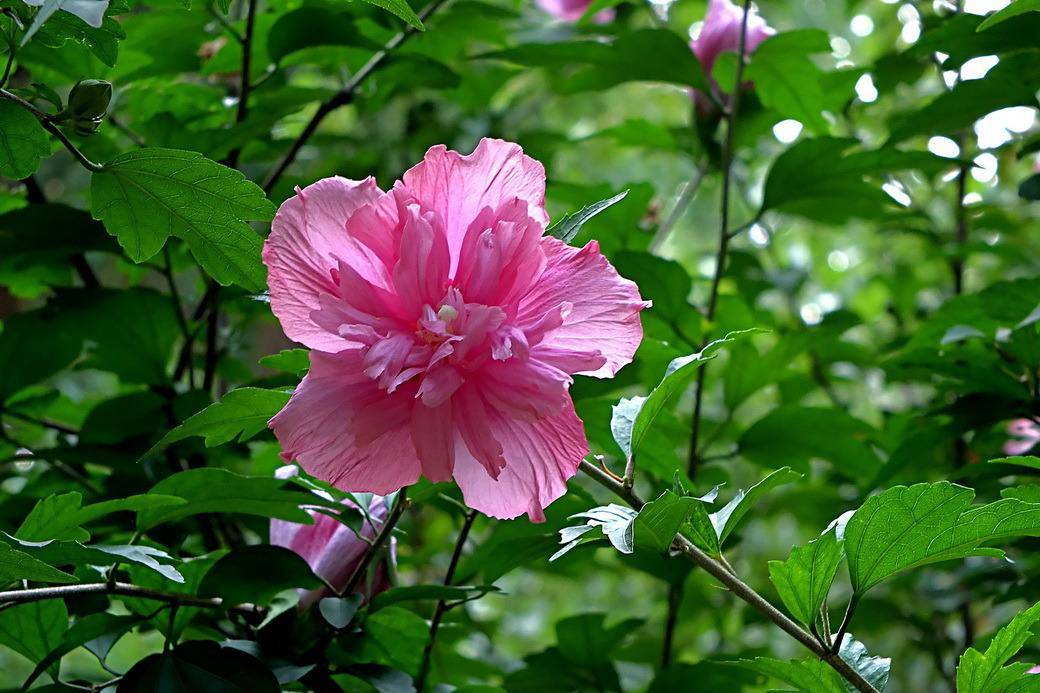 劝君莫种木槿花，朝荣暮落堪咨嗟（推荐十五首木槿花的诗词）