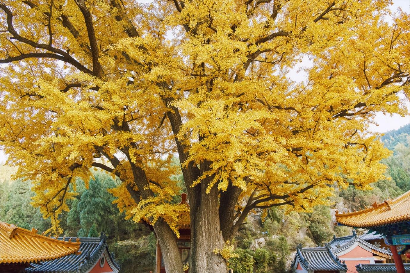 好将一点红炉雪，散作人间照夜灯（释宗杲的十首古诗）