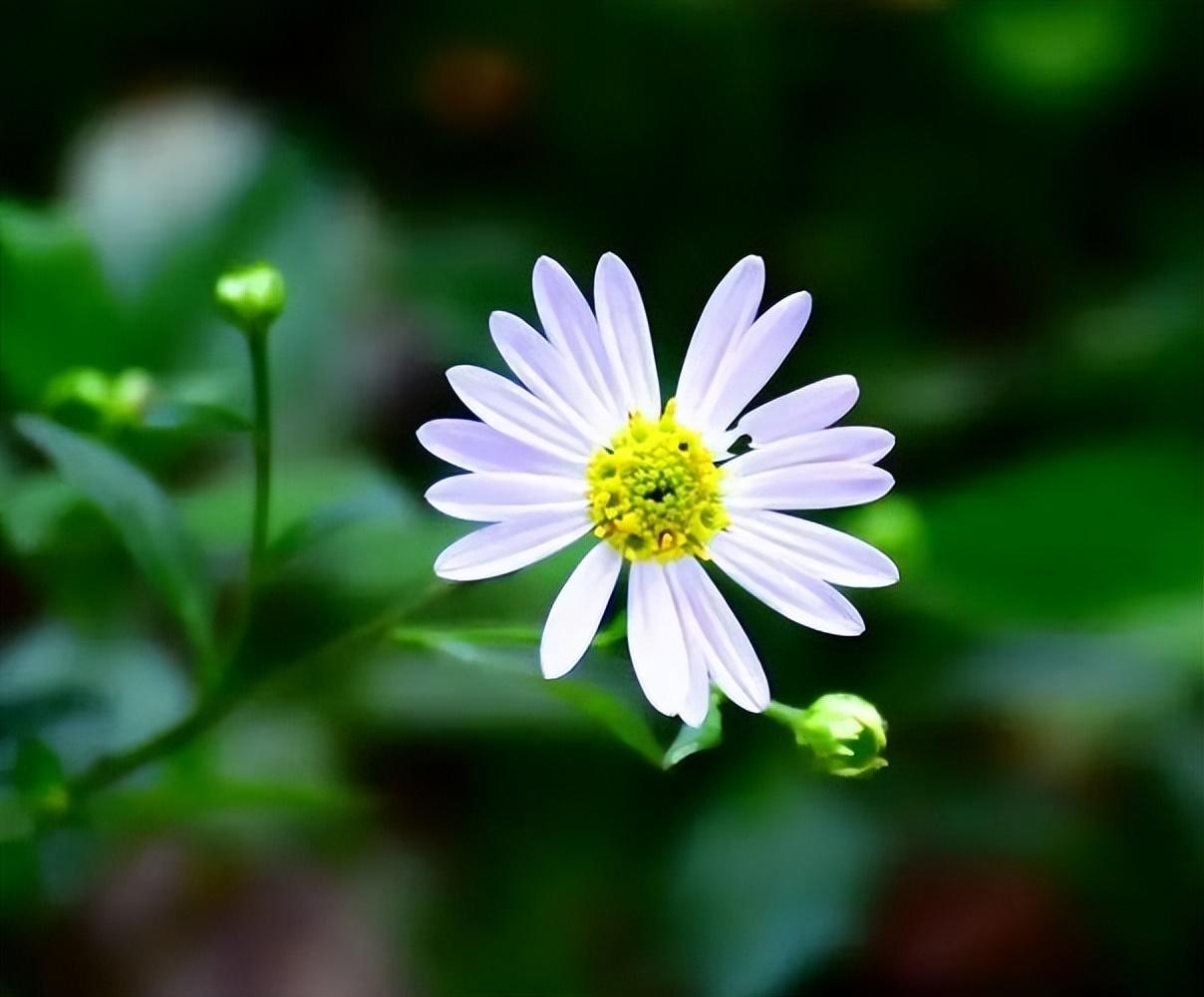 菊花祝福经典古诗（晚蝉抱树声声急，野菊迎人细细香）