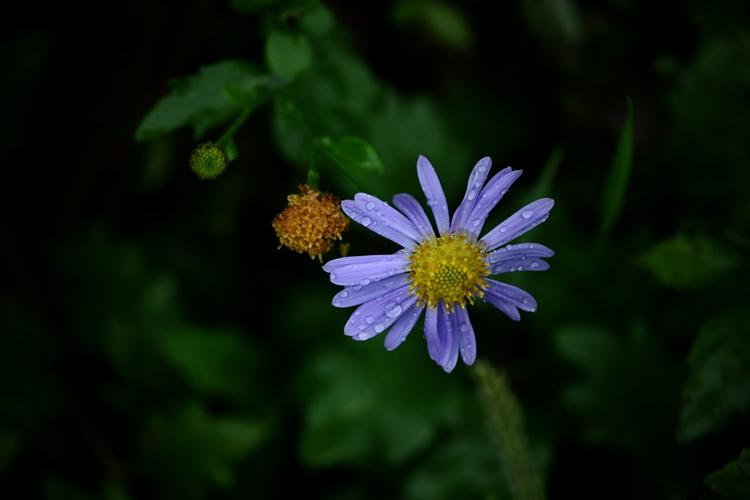 菊花祝福经典古诗（晚蝉抱树声声急，野菊迎人细细香）