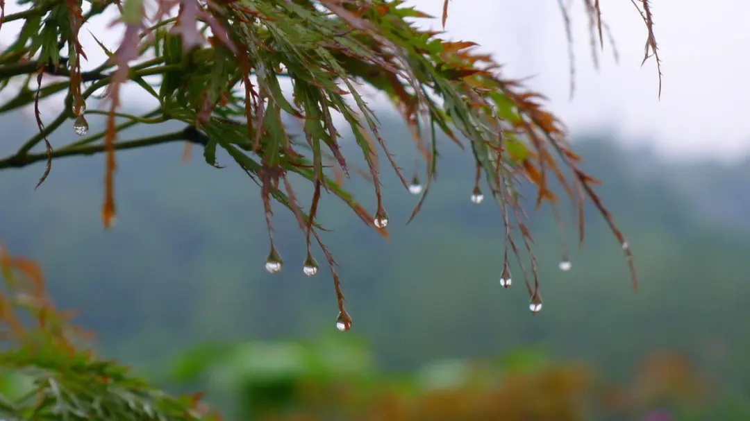 不堪红叶青苔地，又是凉风暮雨天（十五首唯美的秋雨诗词）