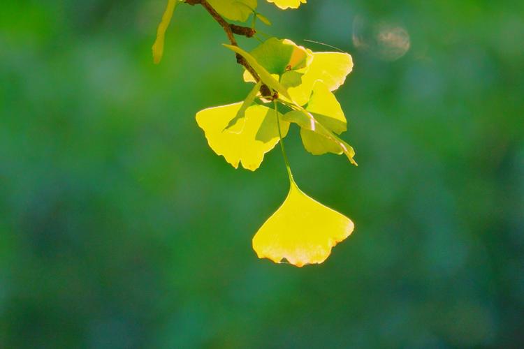 于武陵的十首古诗（花发多风雨，人生足别离）