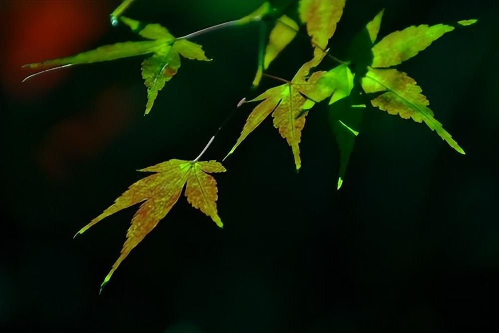 于武陵的十首古诗（花发多风雨，人生足别离）