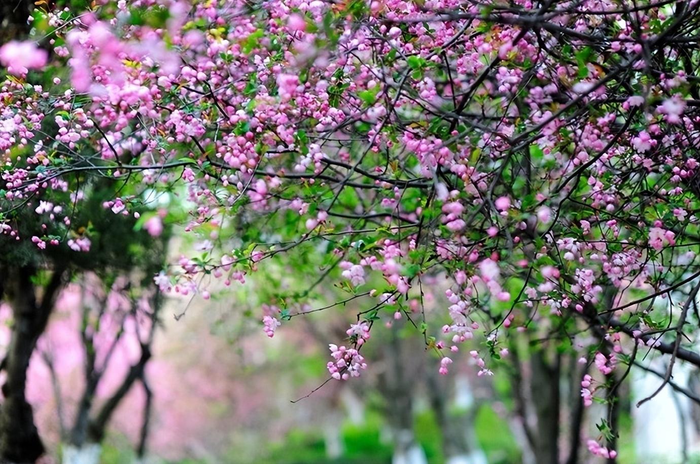 瞿佑的十首唯美诗词（花前月下团圆坐，一道清风共自凉）