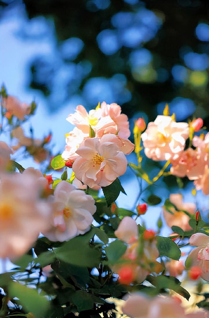 劳蓉君的二十首经典诗词（山窗宜向百花开，好鸟催诗日日来）