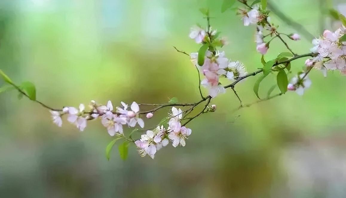 惜春经典诗词有哪些（十首惜春经典诗词）