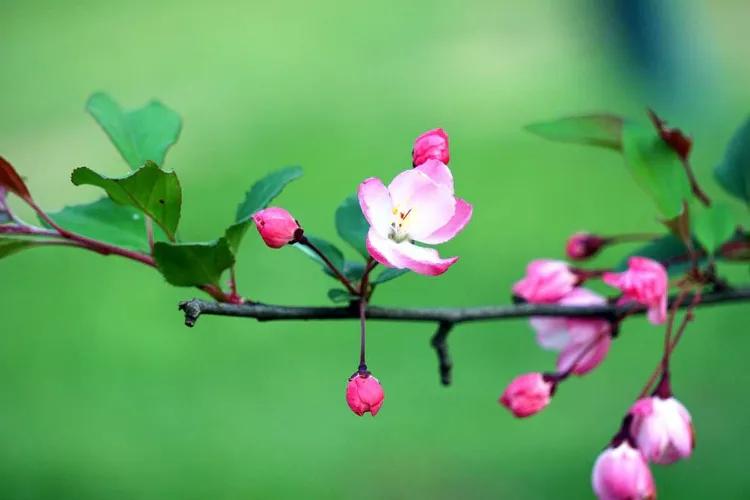 惜春蔷薇花唯美古诗（十五首优美惜春诗词）