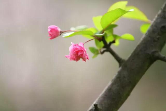 惜春蔷薇花唯美古诗（十五首优美惜春诗词）