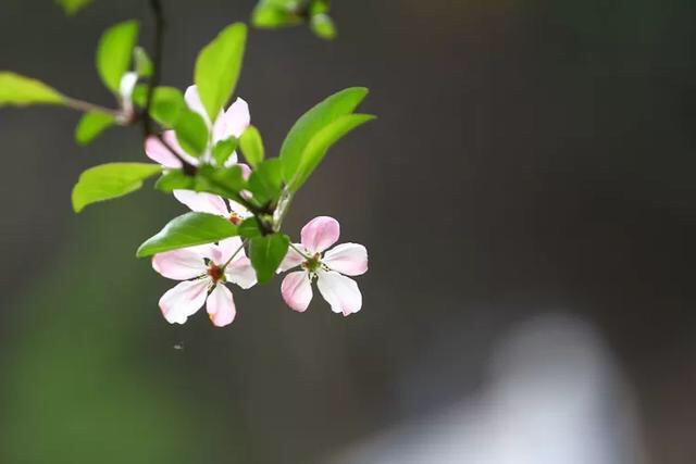 惜春蔷薇花唯美古诗（十五首优美惜春诗词）