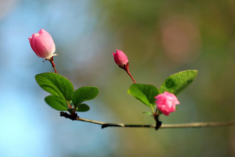 惜春蔷薇花唯美古诗（十五首优美惜春诗词）