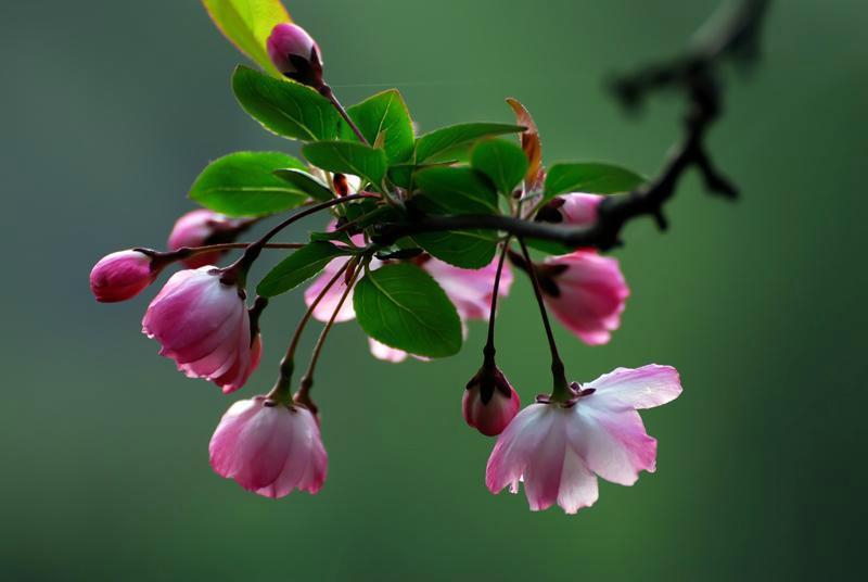 惜春蔷薇花唯美古诗（十五首优美惜春诗词）