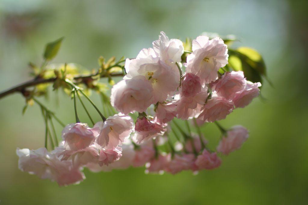 惜春蔷薇花唯美古诗（十五首优美惜春诗词）