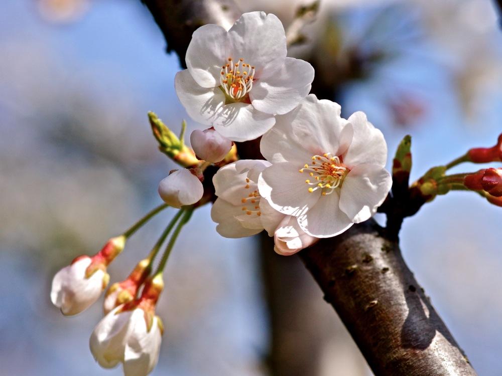 棠梨花唯美古诗大全赏析（十五首关于棠梨花的诗词）