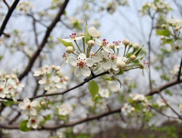 棠梨花唯美古诗大全赏析（十五首关于棠梨花的诗词）