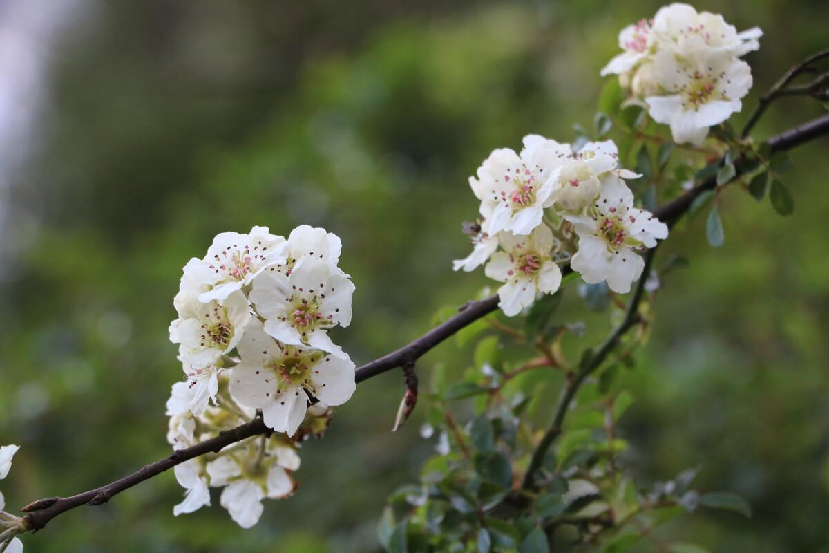 棠梨花唯美古诗大全赏析（十五首关于棠梨花的诗词）