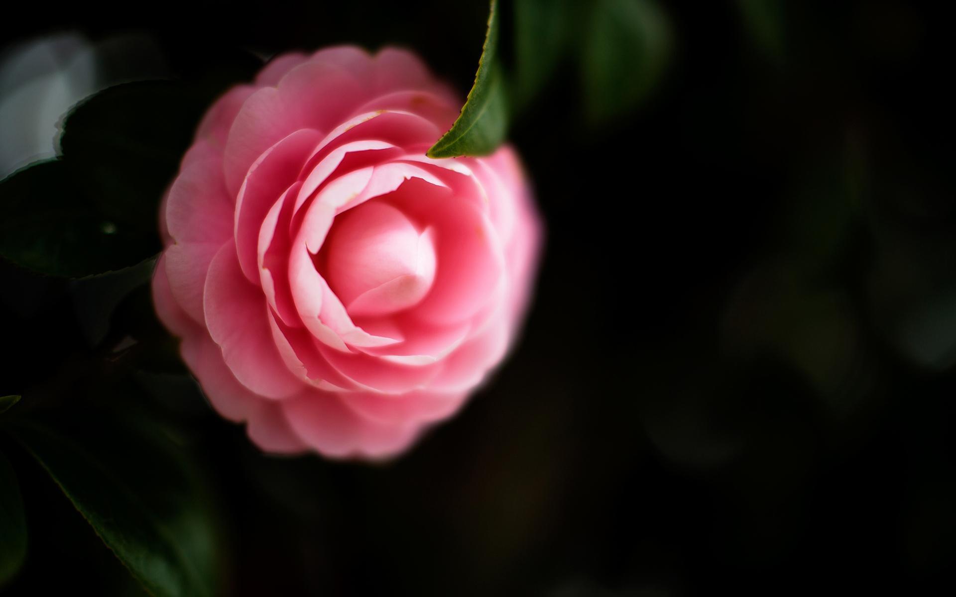 山茶花唯美古诗大全鉴赏（十二首唯美的山茶花诗词）