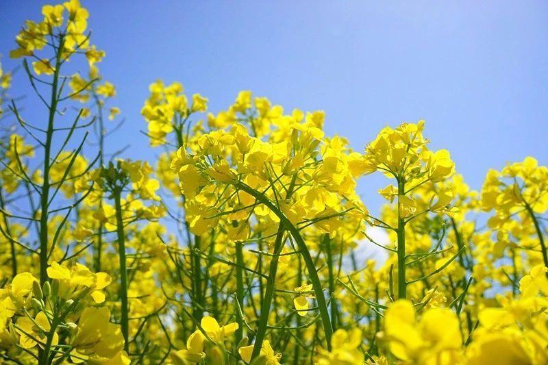 油菜花唯美诗词名句（十五首唯美的油菜花诗词）