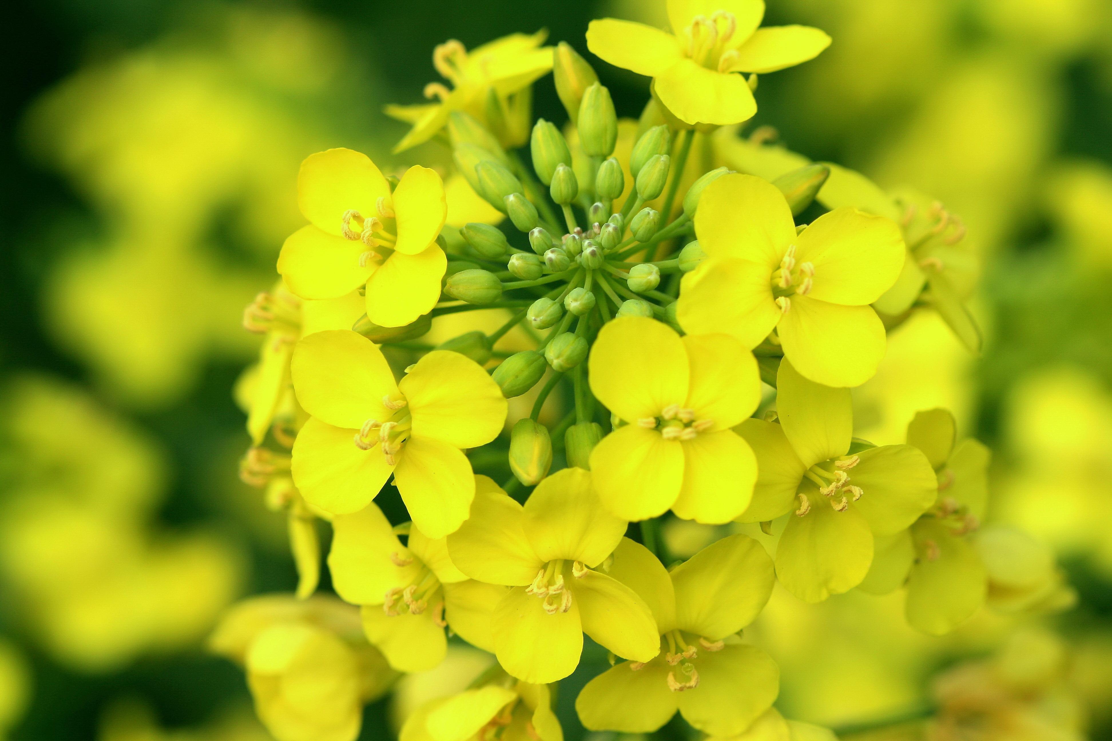 油菜花唯美诗词名句（十五首唯美的油菜花诗词）