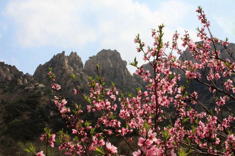 表达爱情的山桃花诗句（十二首关于山桃花的诗词）