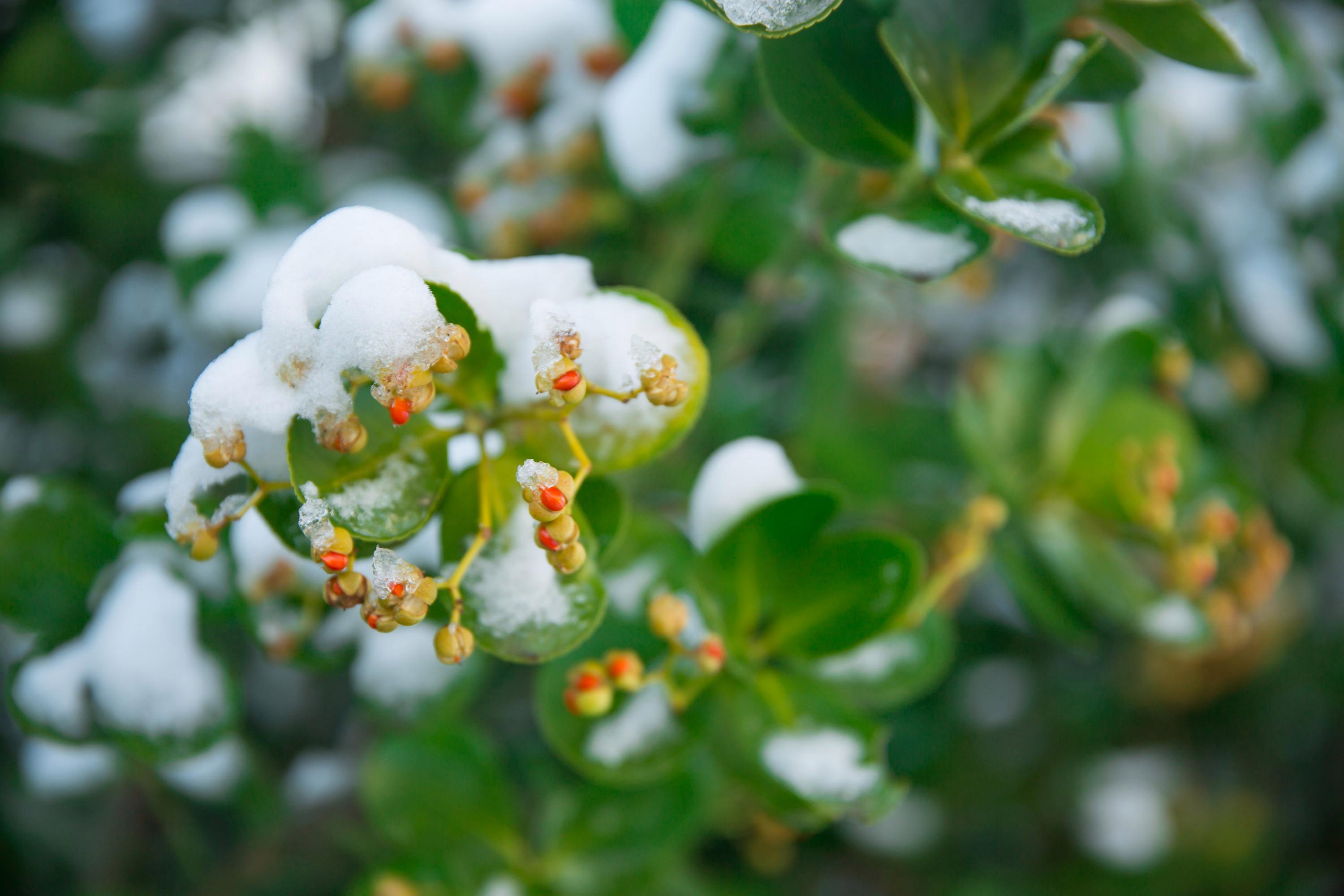 春雪经典诗词大全（二十首优美的春雪诗）